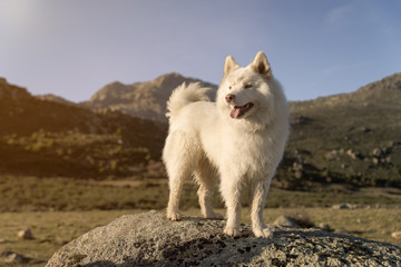 Happy white Samoyed dog outdoor portrait in the park at sunset