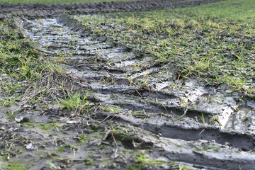 Dirt road in the wheat field