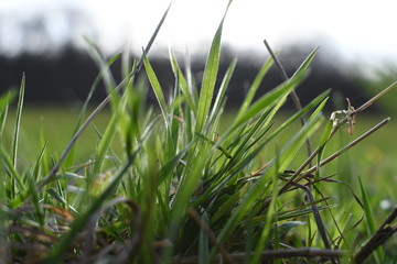 Fresh spring green grass and sun