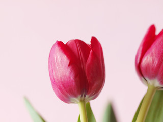 Red tulips on white background. Red flowers.
