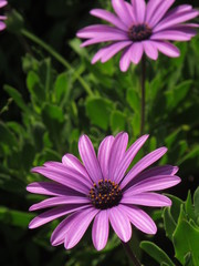 Obraz premium purple pink flower daisy