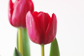 Closeup of red tulips on white background. Red flowers.
