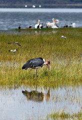 Lonely marabou and pelicans in Lake Nakuru - Kenya, Africa