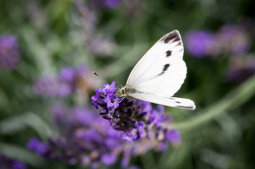 Schmetterling auf Blume im Garten