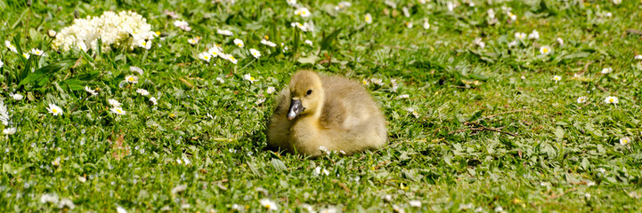 Grauganskücken auf einer Wiese - Banner
