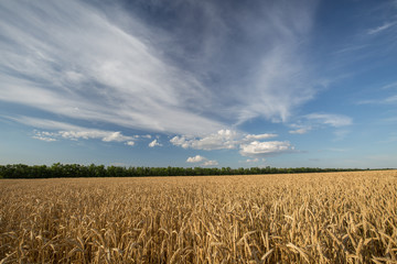 golden field of ripe wheat in the last rays of the sun
