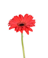 Red gerbera