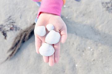 Kinderhand mit Muscheln am Strand © j_wiethoelter