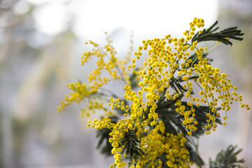 A twig of mimosa on the piano. Spring music. Black and white keys