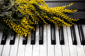 A twig of mimosa on the piano. Spring music. Black and white keys