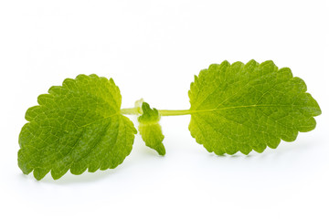 Fresh mint leaves isolated on white background. © gitusik