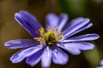 Fototapeta premium Liverwort (Hepatica nobilis) flower. First flowers blooming in spring forest in march or april.