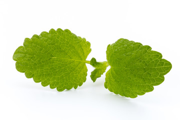 Fresh mint leaves isolated on white background. © gitusik