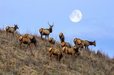 Elk herd, Appalachian Mountains, Kentucky