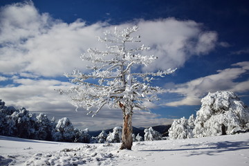 Árbol helado
