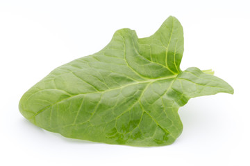 Fresh leaves of spinach on the white background.