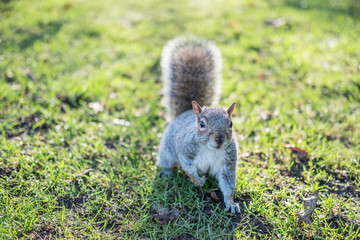 Close up of Squirrel in the park