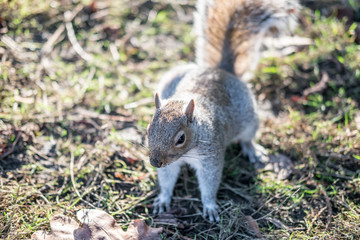 Close up of Squirrel in the park