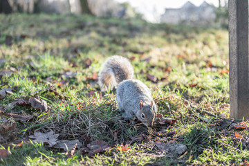 Close up of Squirrel in the park