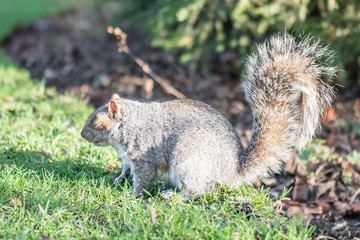 Close up of Squirrel in the park