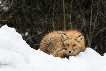 Red fox curled up looking directly at viewer