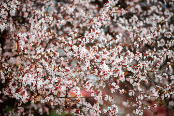 Sakura Flower or Cherry Blossom With Beautiful Nature Background