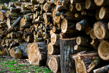 Stacked Wood Logs With Pine Trees