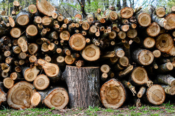 Stacked Wood Logs With Pine Trees