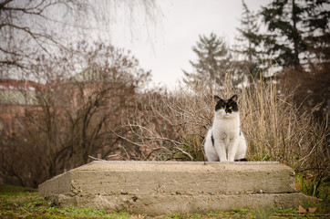 cat sitting on the pavement
