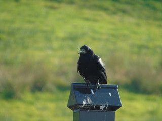 Crow