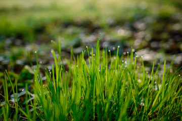 Fresh morning dew on spring grass, natural background - close up