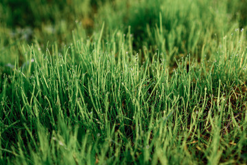 Fresh morning dew on spring grass, natural background - close up