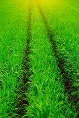 Close up of fresh thick grass with water drops in the early morning