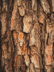 Tree bark texture