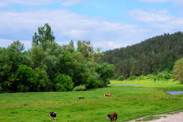 Morning Sunrise with Cows