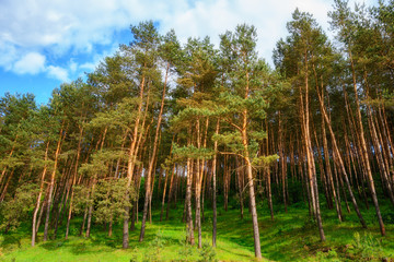 pine forest under deep blue sky