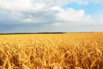cloudy sky over golden field