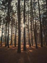 Fototapeta premium trees in the forest