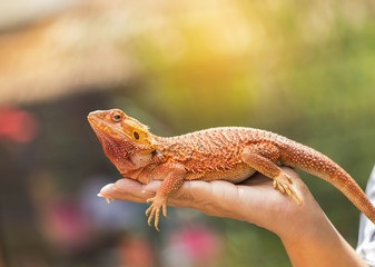 close up bearded dragon (Pogona Vitticeps ) australian lizard on hand selective soft focus