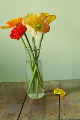 Poppies in a vase