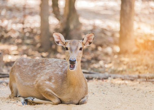 close up young sika deer or Spotted deer or Japanese deer (Cervus nippon) 