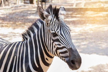 Fototapeta na wymiar close up head gf plains zebra (Equus quagga) or Burchells zebra (Equus burchelli)