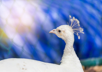 Close up head of white peacock in cage