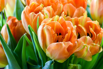  Tulip flowers in pink color