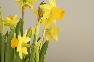 Naklejka premium Daffodils, close-up
