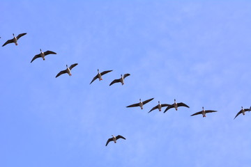 Migrating wild geese