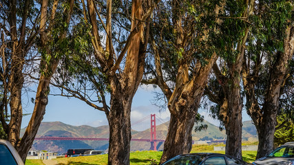 Eucalyptus in San Francisco