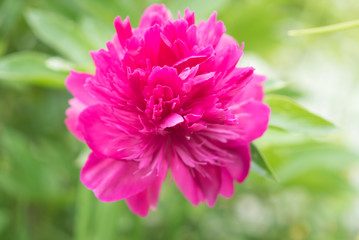 pink peony flower (botan) 