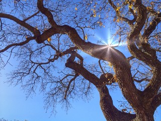 Oak tree with sun burst