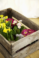 Wooden box with flowers, close-up, high angle view